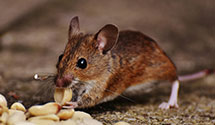 24 Hour & Emergency Exterminators in Yucca Valley, CA